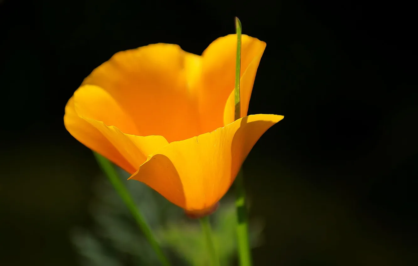 Фото обои цветок, макро, желтый, природа, эшштольция, калифорнийская, лело