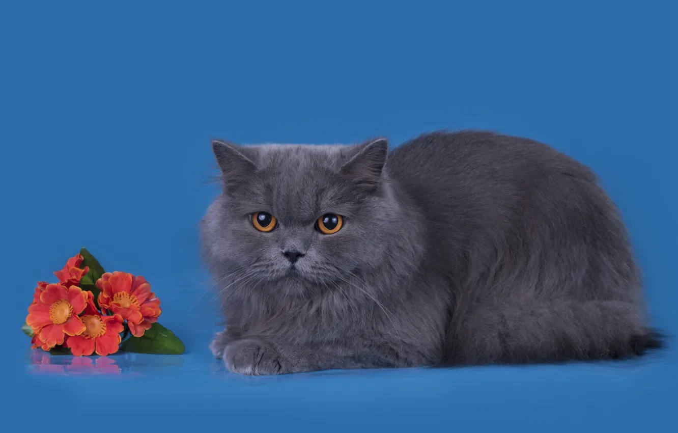 Фото обои кот, цветы, серый, порода, британец