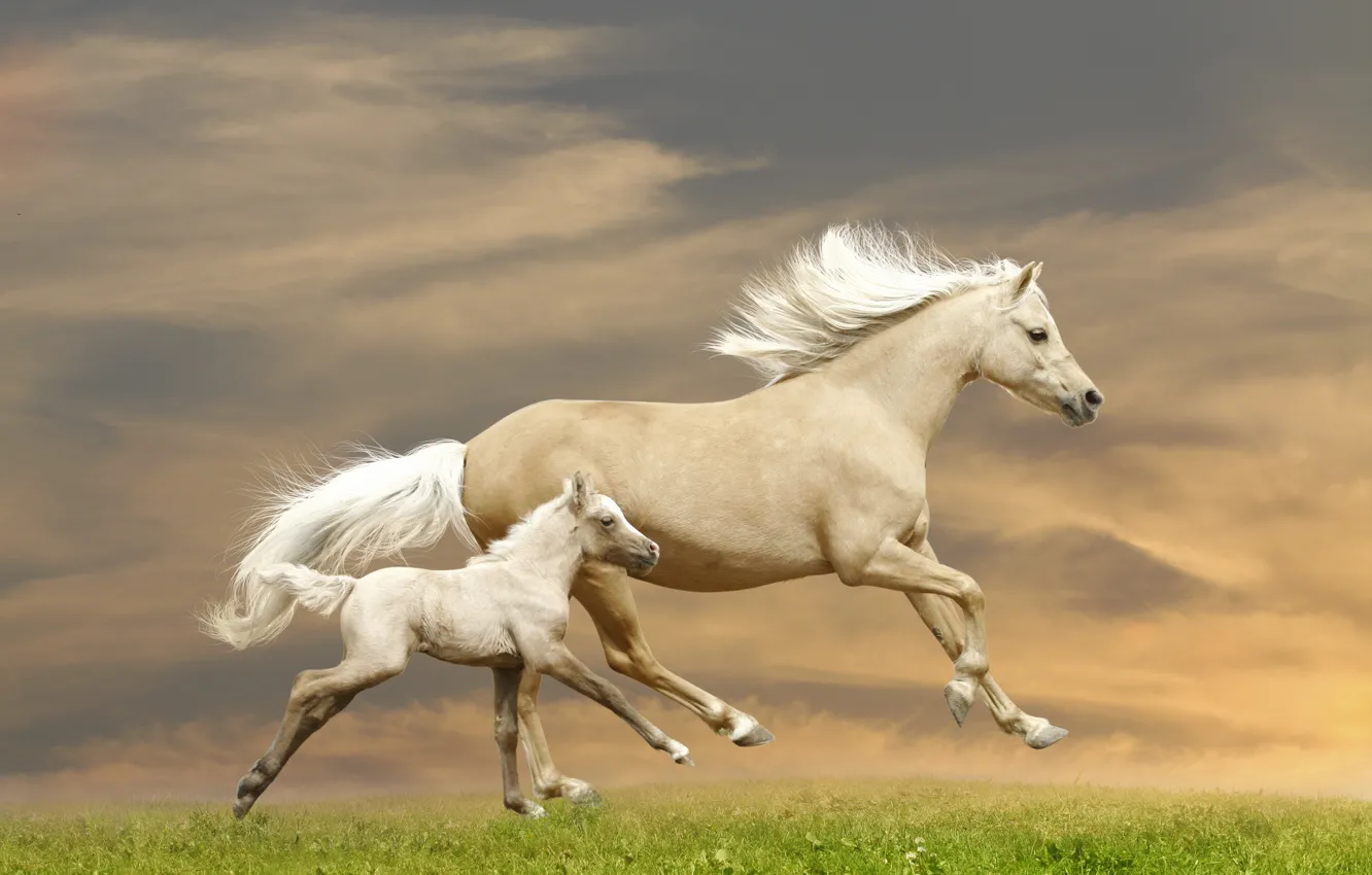Фото обои трава, лошадь, кони, бег, бежит, жеребёнок