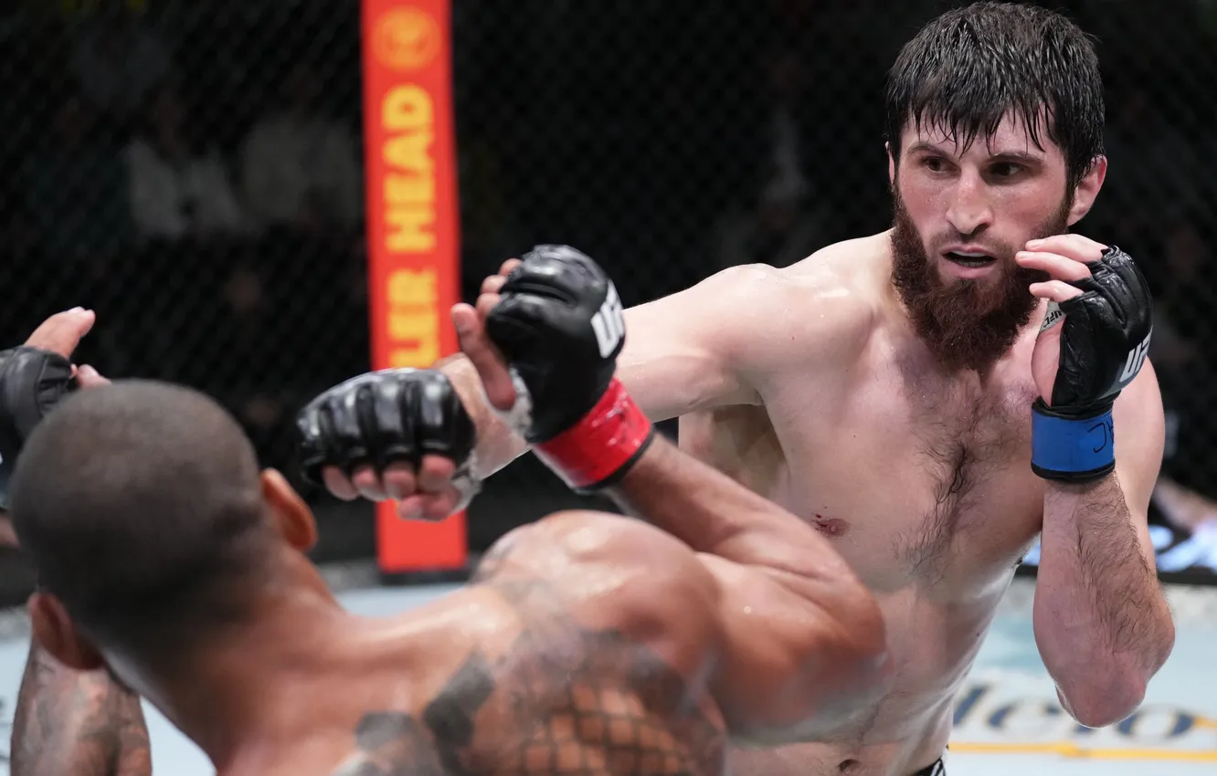 Фото обои UFC, Magomed Ankalaev, Магомед Анкалаев, Thiago Santos