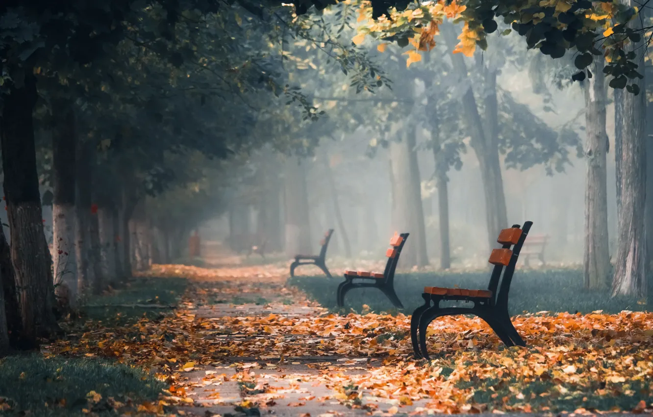 Фото обои осень, туман, парк, скамья