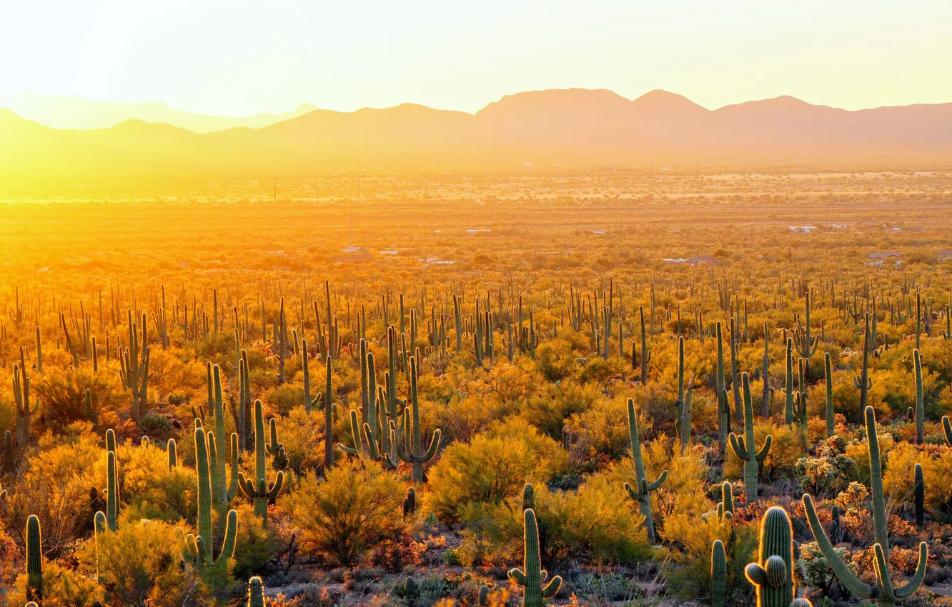Фото обои Аризона, USA, США, Arizona, Sunlight, Солнечный свет, Cactus Saguaro National Park, Национальный парк Кактус Сагуаро