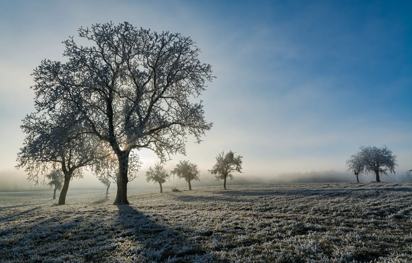 Фото обои иней, деревья, туман, утро