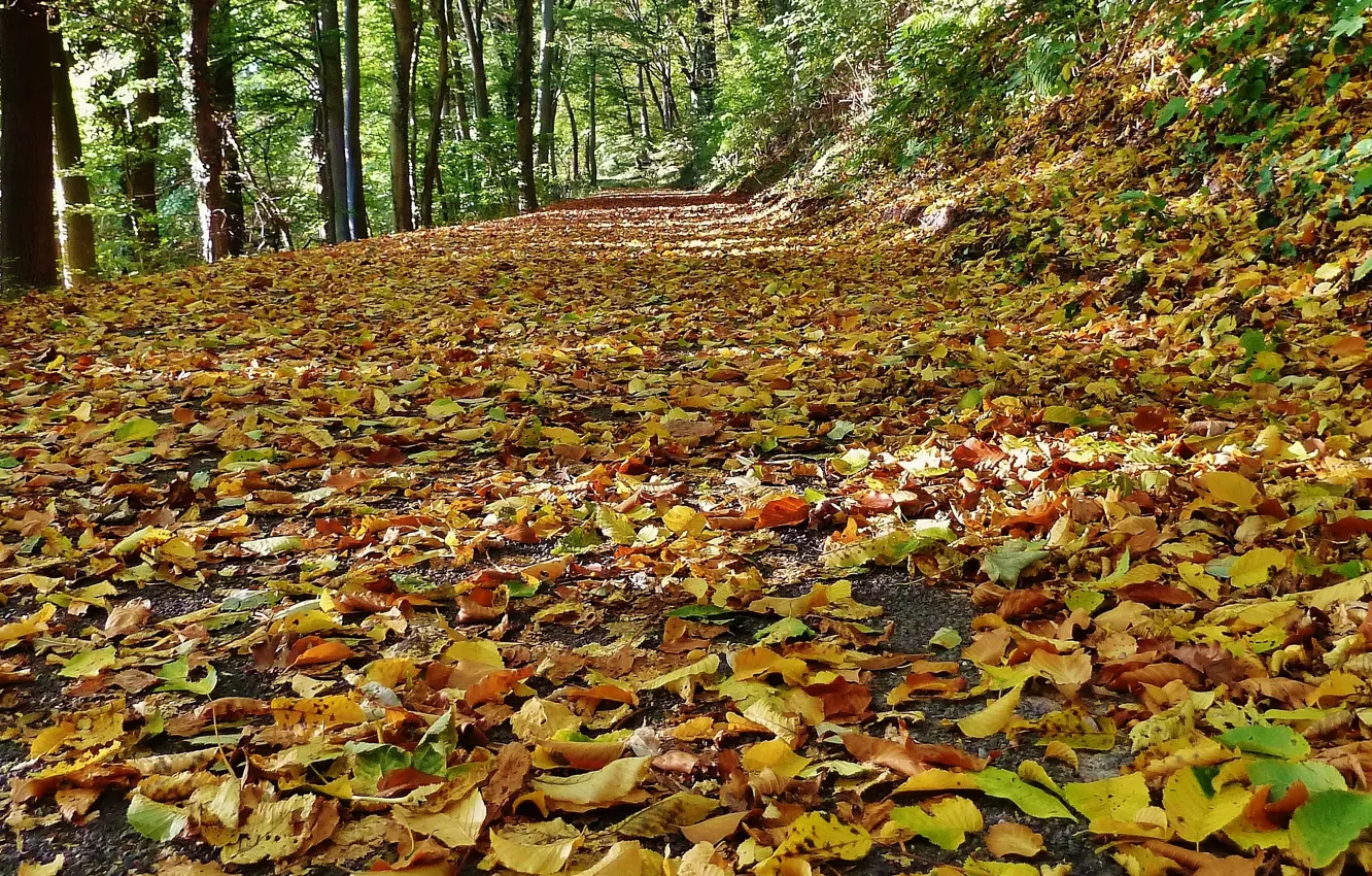 Фото обои осень, листья, природа, дорожка, листопад, nature, Autumn, leaves