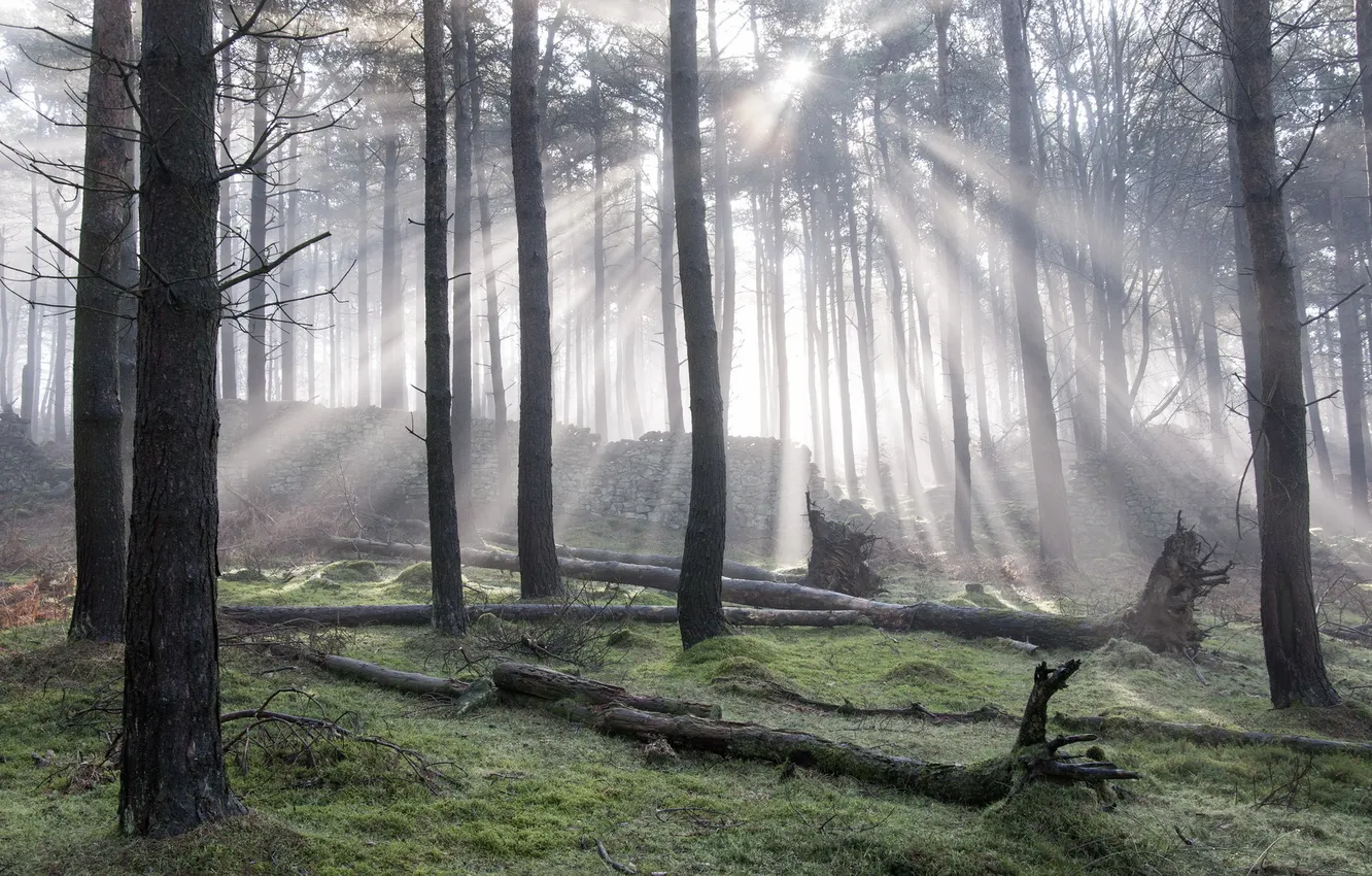 Фото обои лес, свет, природа, утро