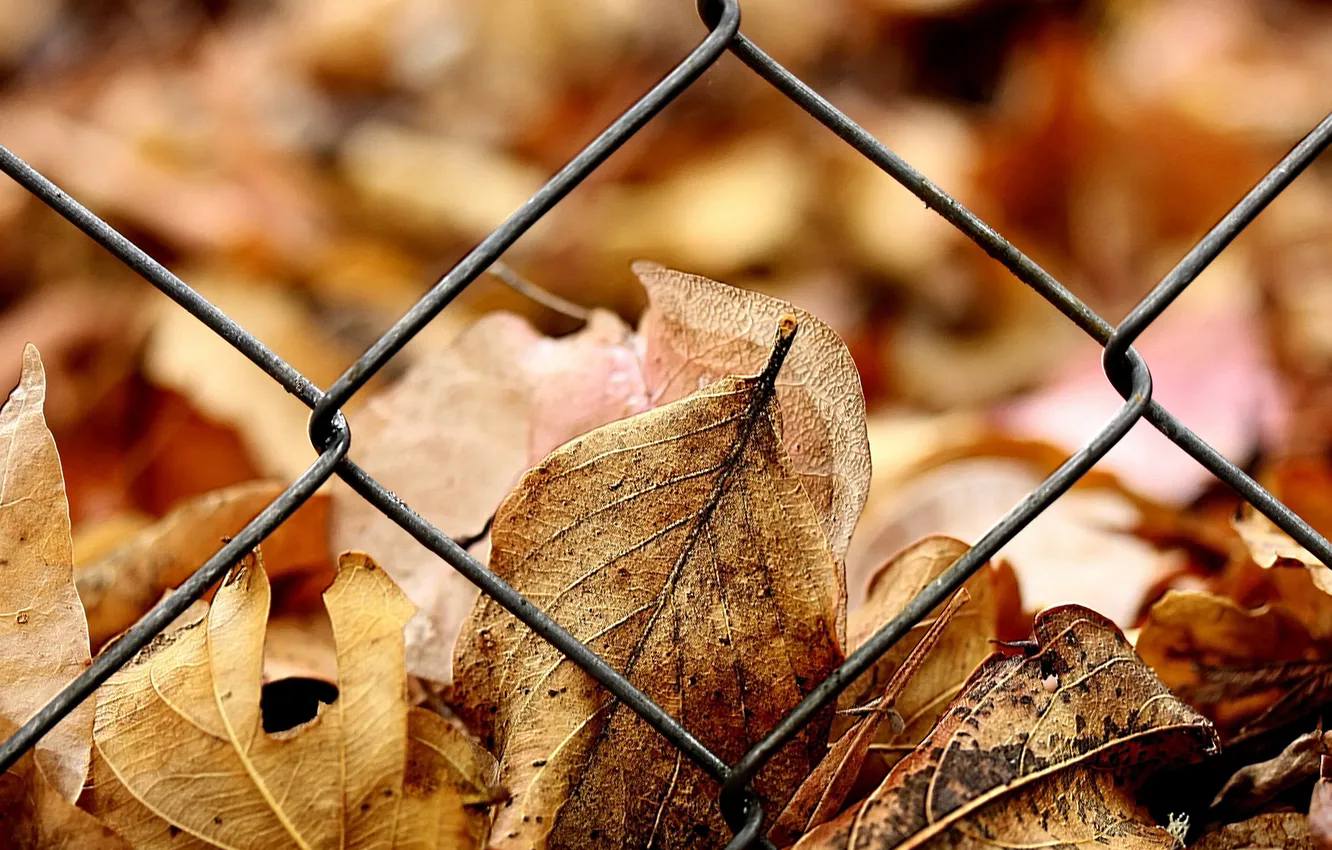 Фото обои осень, листья, забор, желтые, решетка