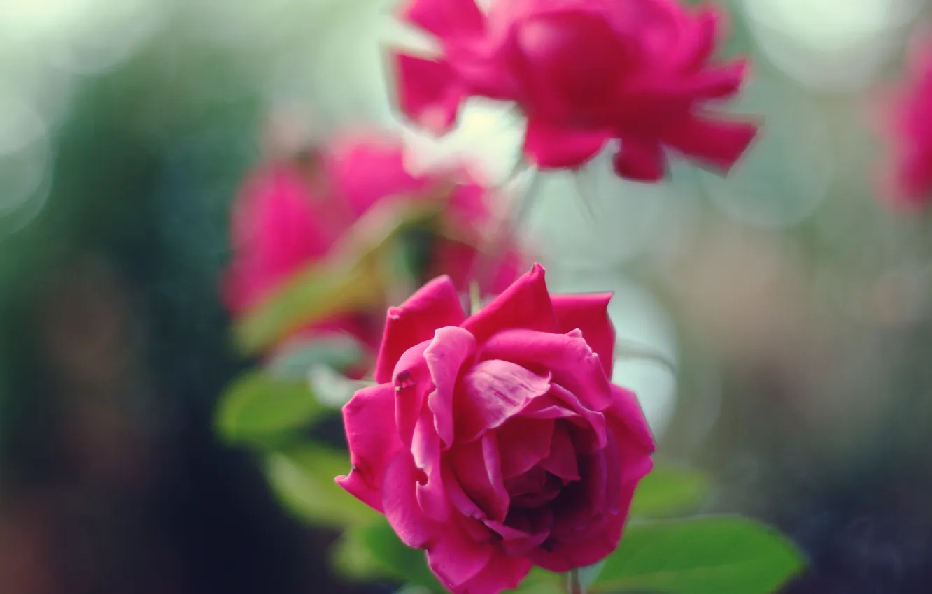 Фото обои цветок, красный, роза, лепестки