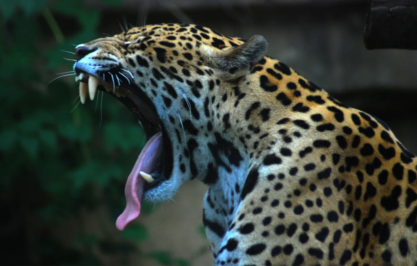 Фото обои язык, ягуар, jaguar