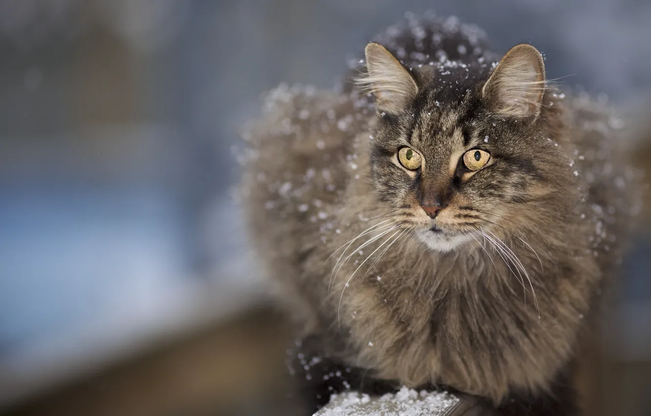 Фото обои кот, усы, морда, снег, пушистый