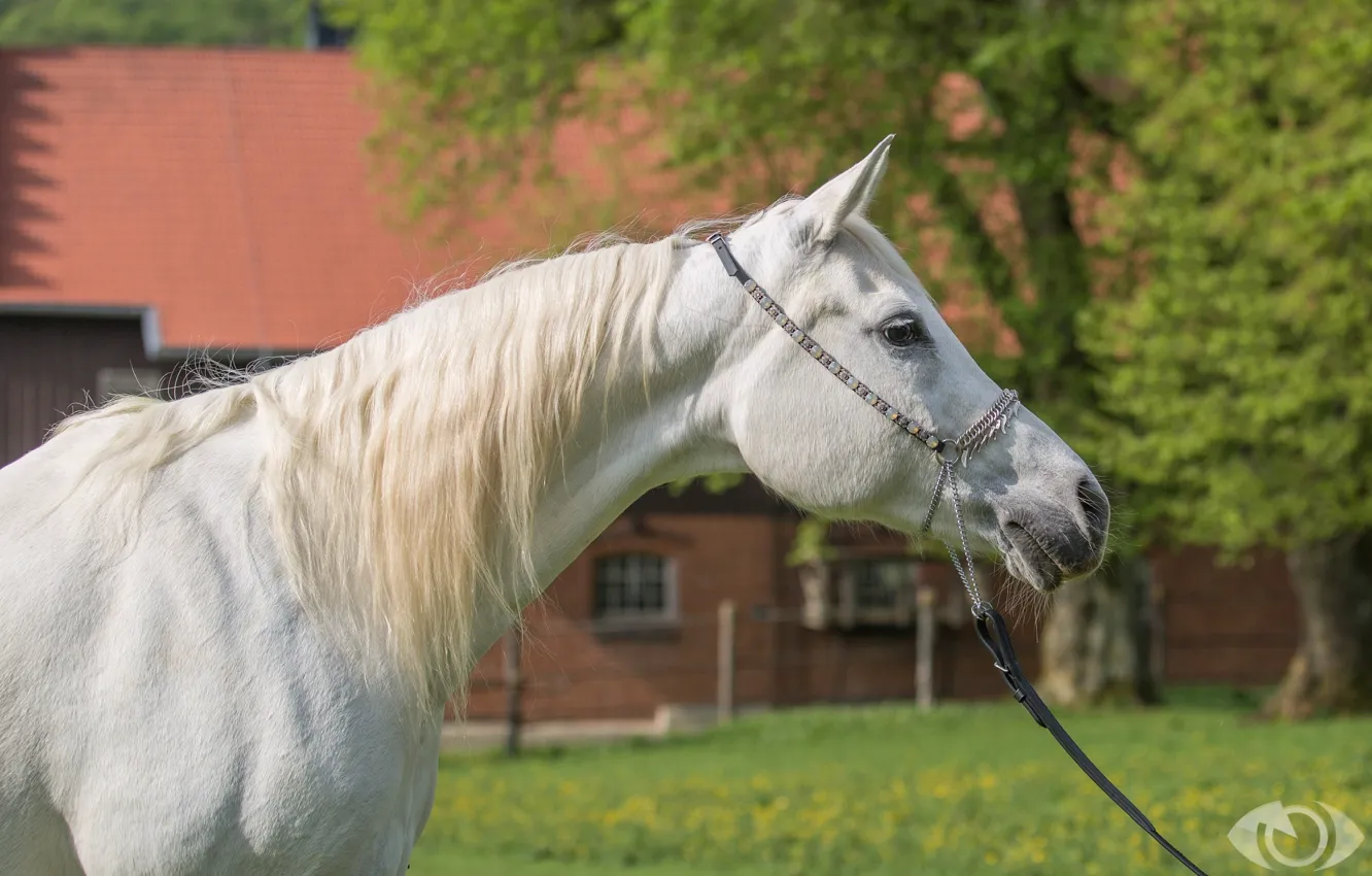 Фото обои белый, конь, лошадь, грива, (с) OliverSeitz