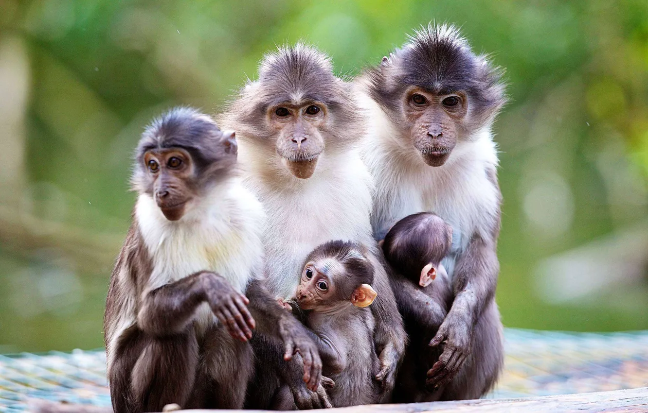 Фото обои природа, макаки, малыш, обезьяны, мама