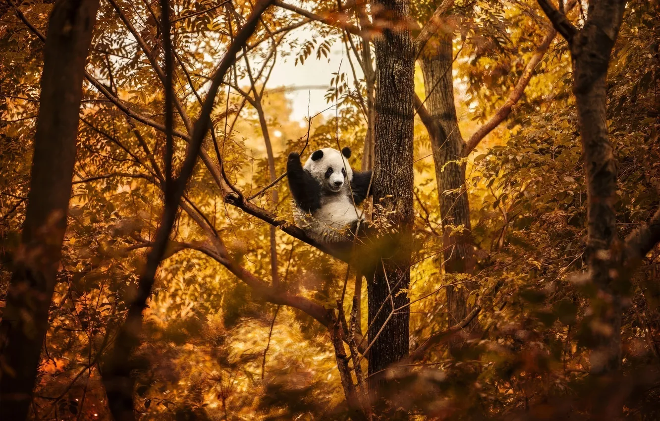 Фото обои осень, панда, forest, trees, autumn, боке, bokeh, panda