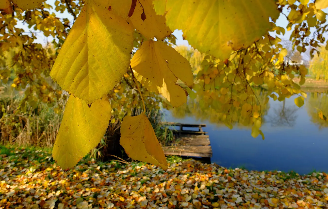 Фото обои river, yellow, blue, autumn