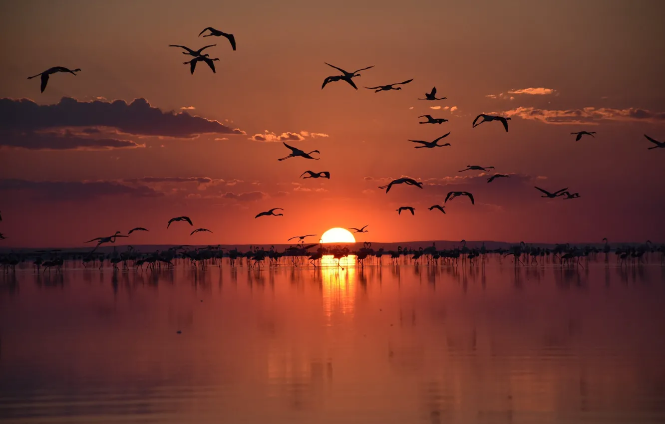 Фото обои Turkey, flamingo, salt lake