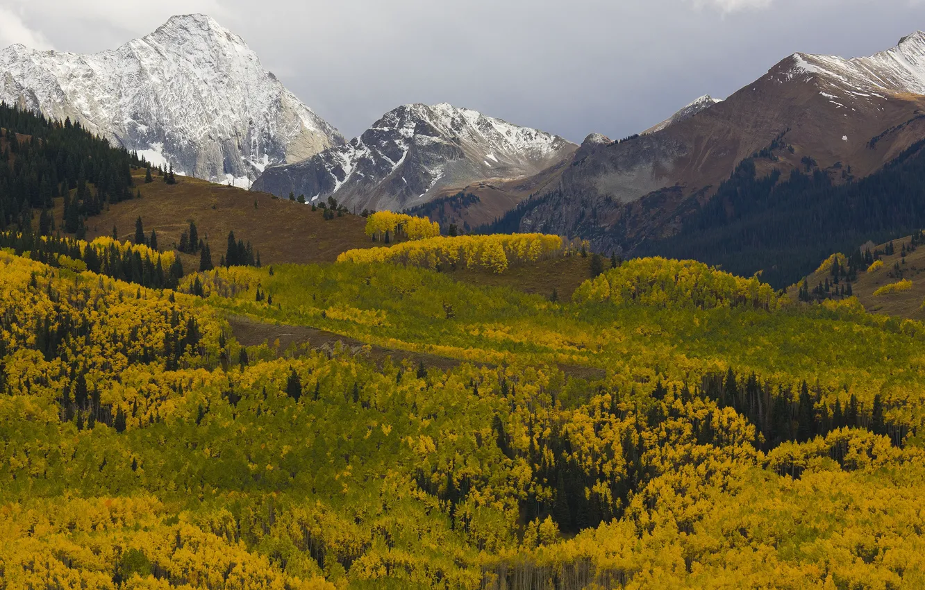 Фото обои осень, лес, деревья, горы, вид, желтые, кроны
