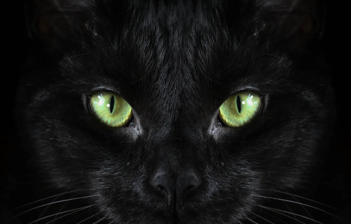 Фото обои black, cat, Macro, green eyed