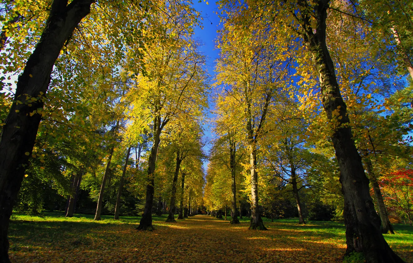 Фото обои дорога, осень, парк, аллея, дендрарий