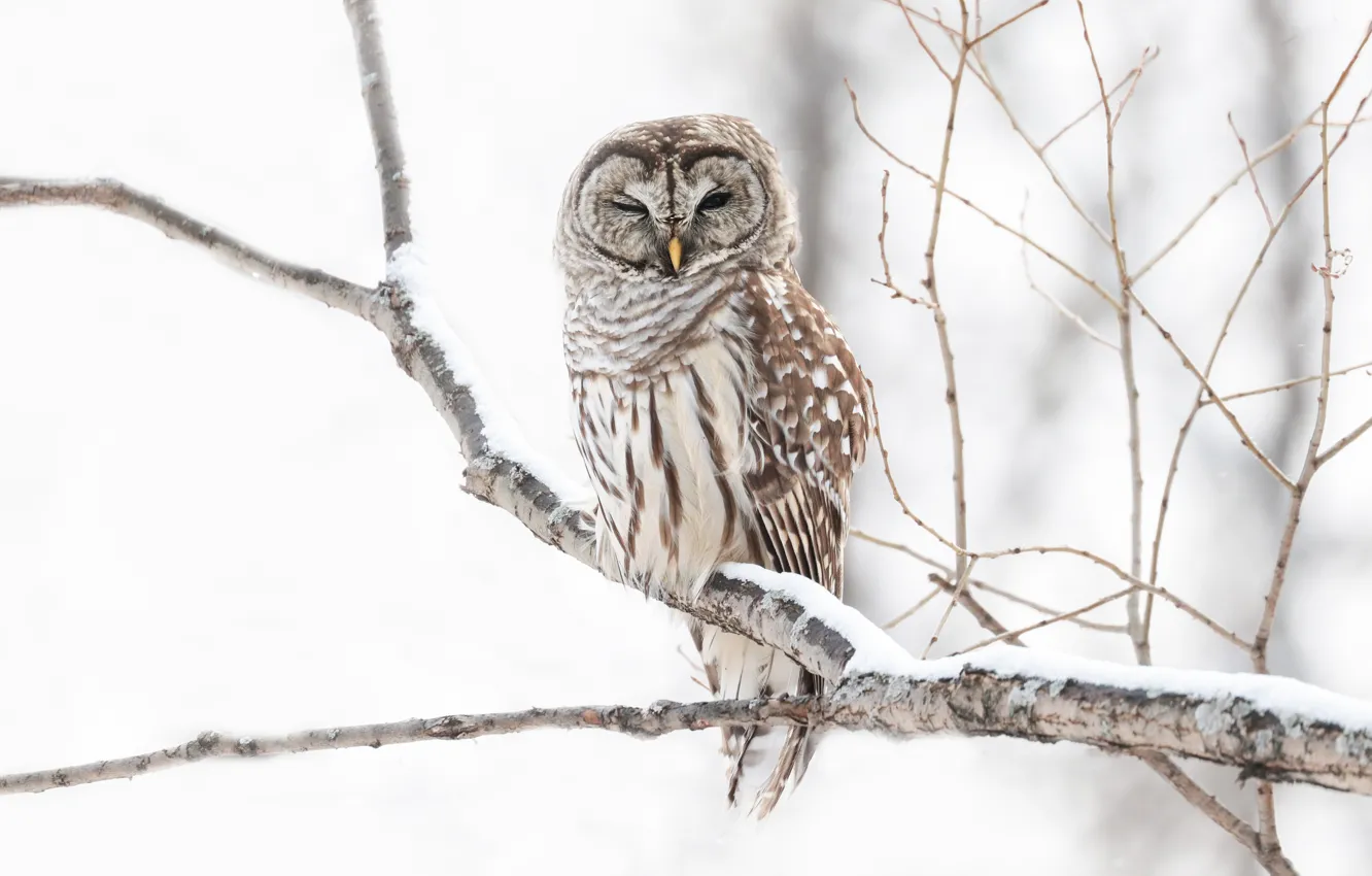 Фото обои зима, снег, ветки, дерево, сова, птица, светлый фон, неясыть