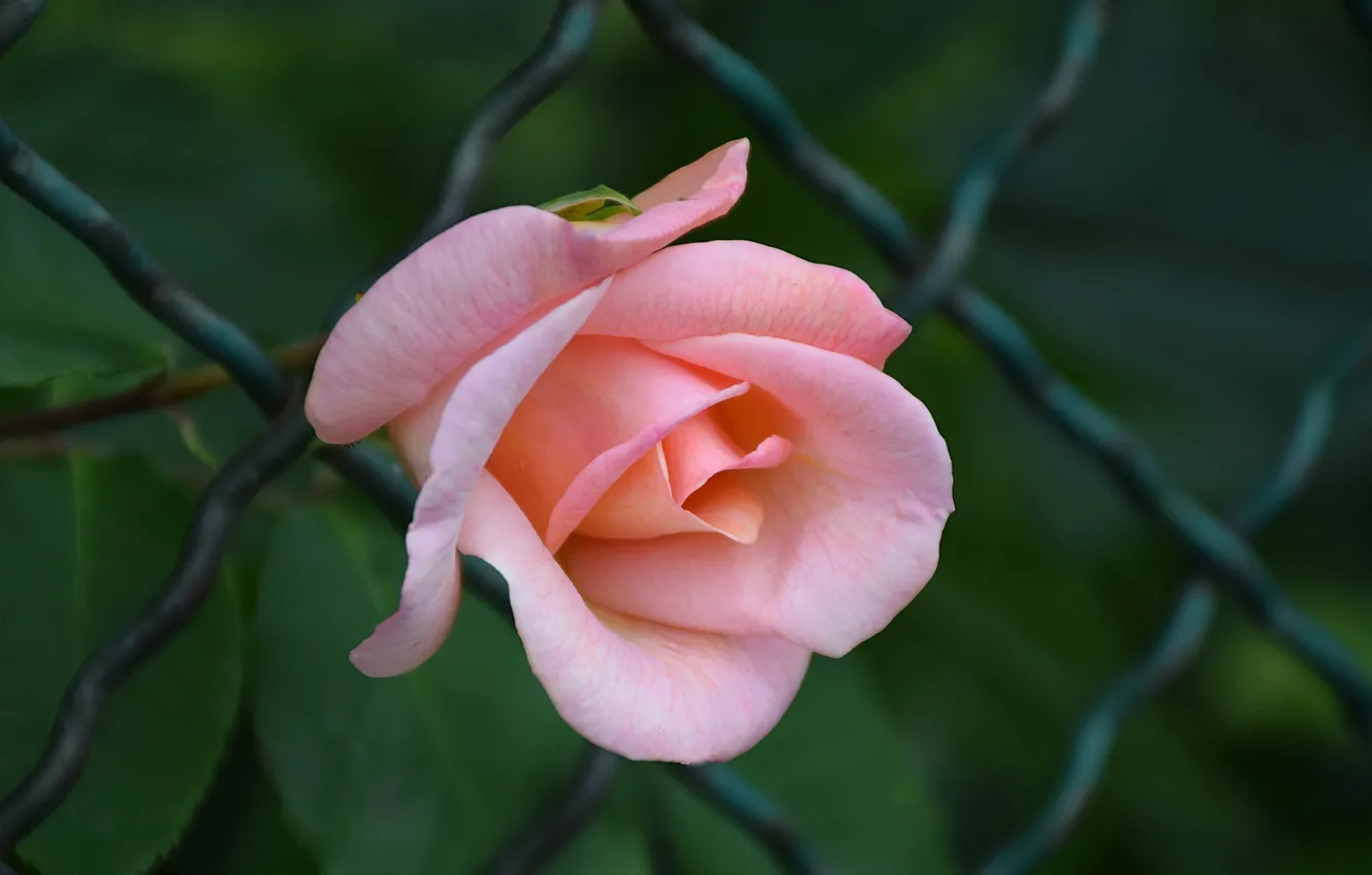Фото обои Роза, Rose, Розовая роза, Pink rose