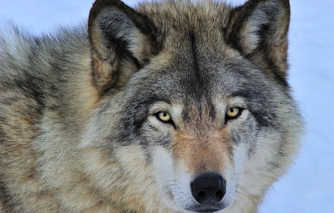 Фото обои глаза, морда, серый, хищник, Волк