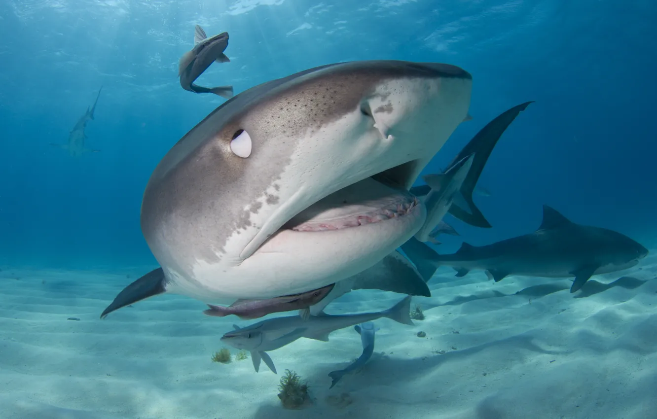 Фото обои Predator, water, shark