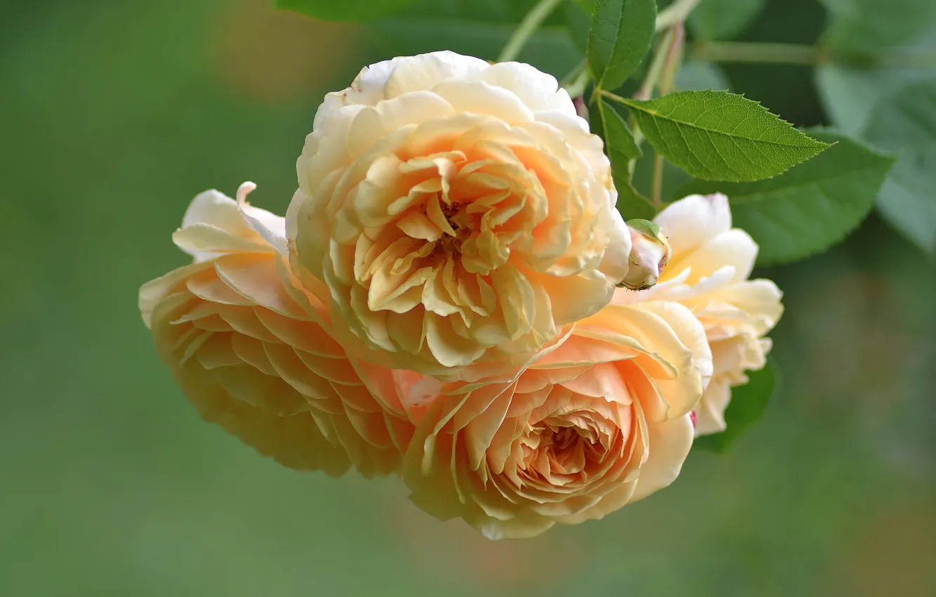 Фото обои макро, розы, ветка, жёлтые розы