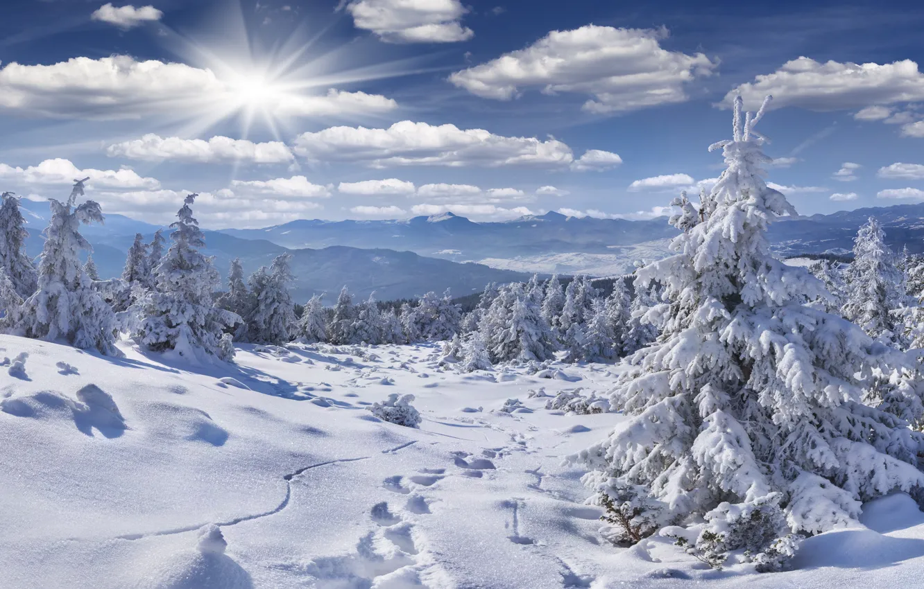 Фото обои зима, лес, небо, солнце, облака, лучи, снег, горы