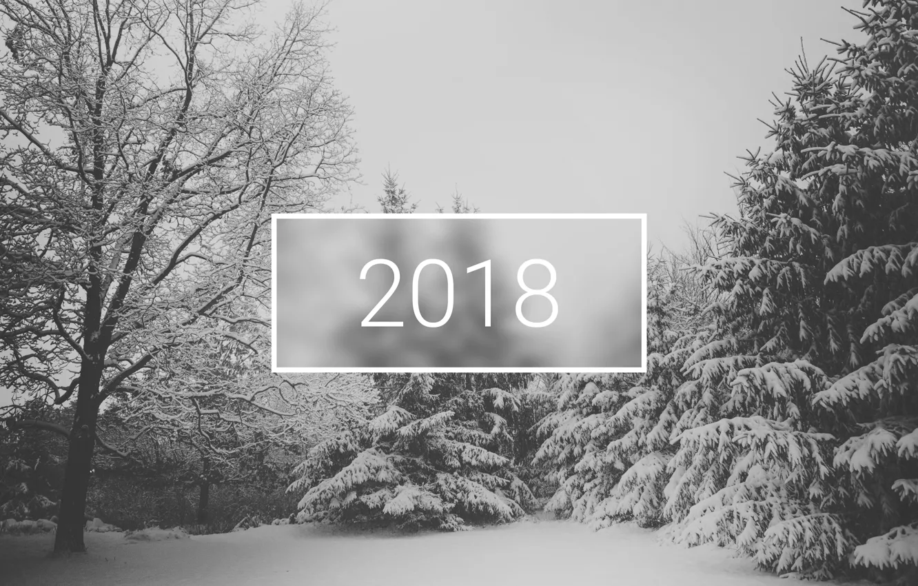 Фото обои wallpaper, white, christmas, new year, trees, winter, snow, minimalistic