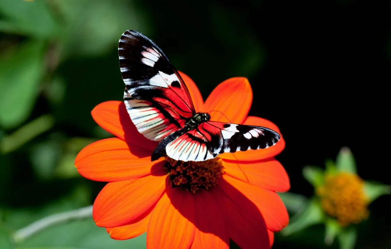 Фото обои Бабочка, butterfly, пора цветения