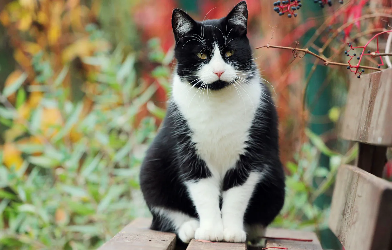 Фото обои осень, Кошка, сад, лавочка, черная, белая, сидит, кусты
