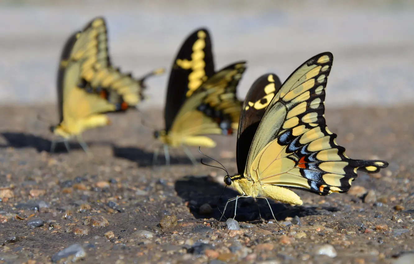 Фото обои природа, Mariposas Amarillas, Yellow Butterflies