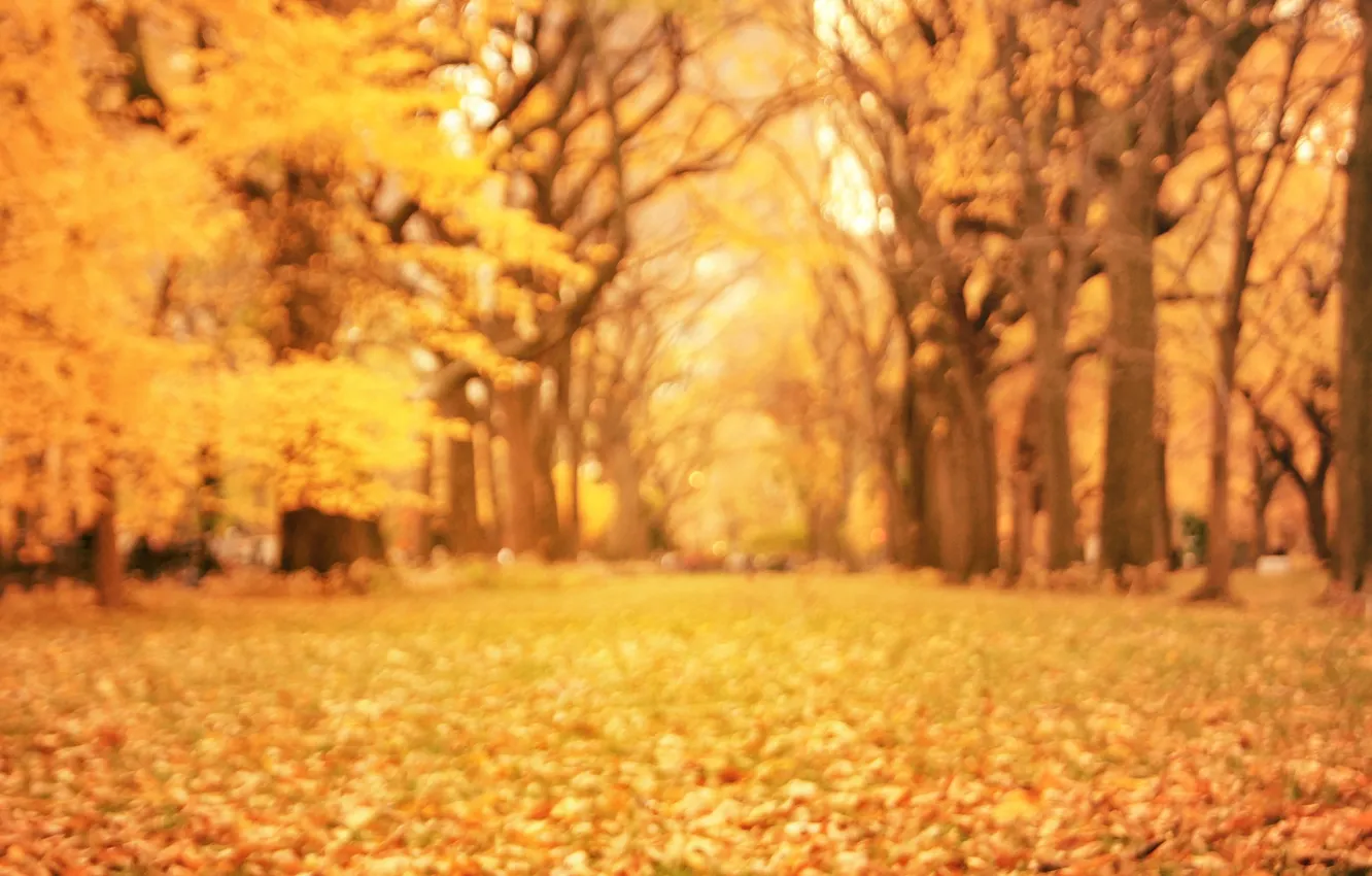 Фото обои осень, листья, деревья, природа, парк, желтые, размытость, оранжевые