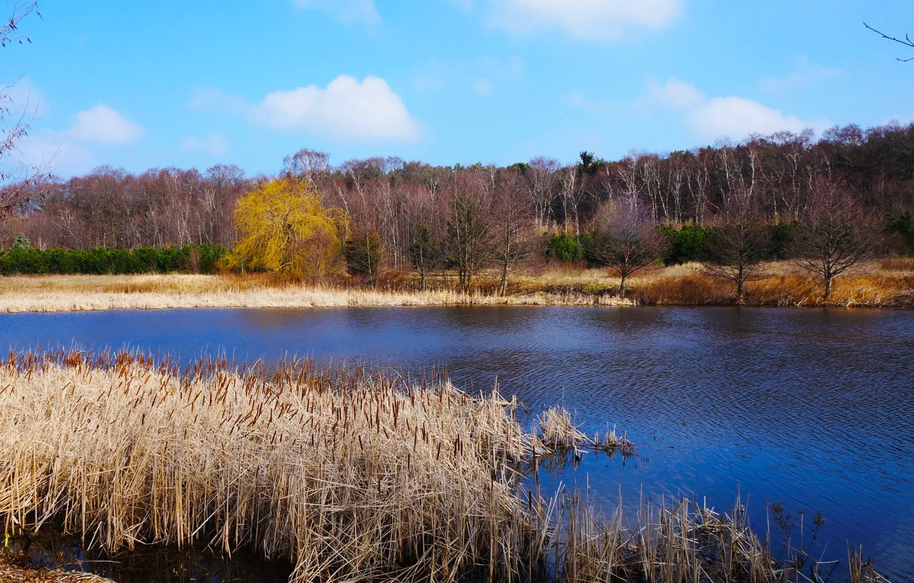 Фото обои water, park, lake