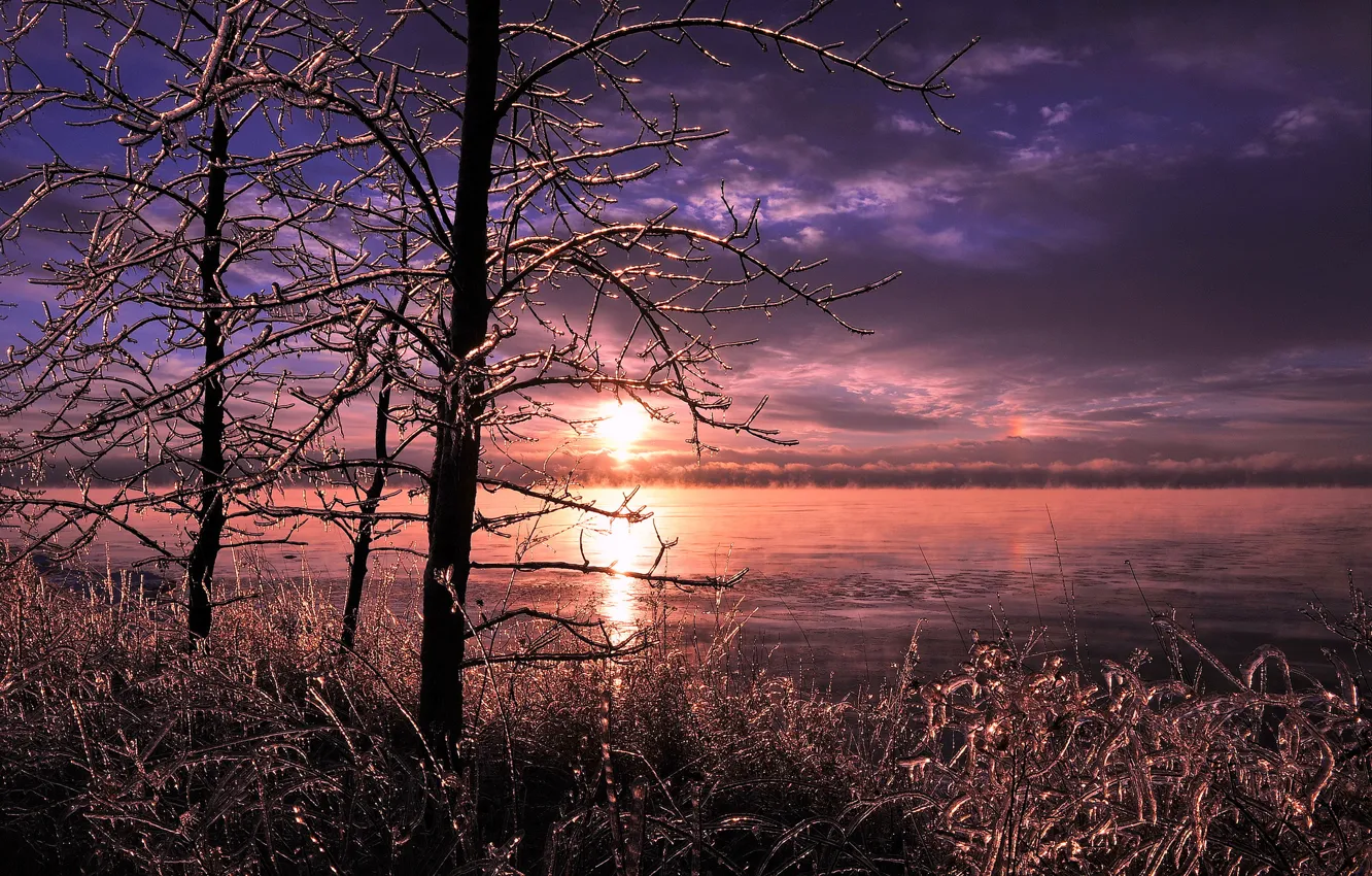 Фото обои лед, зима, трава, деревья, озеро
