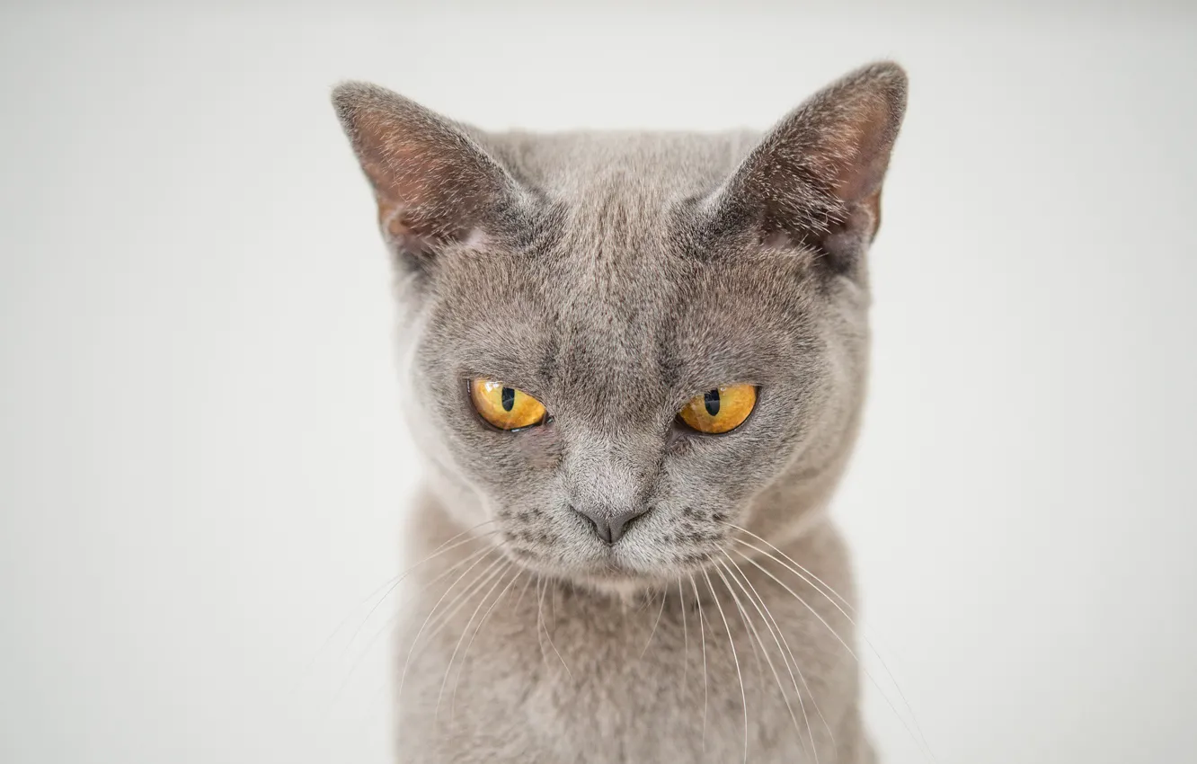 Фото обои мордочка, желтые глаза, серый кот, сердитый котик