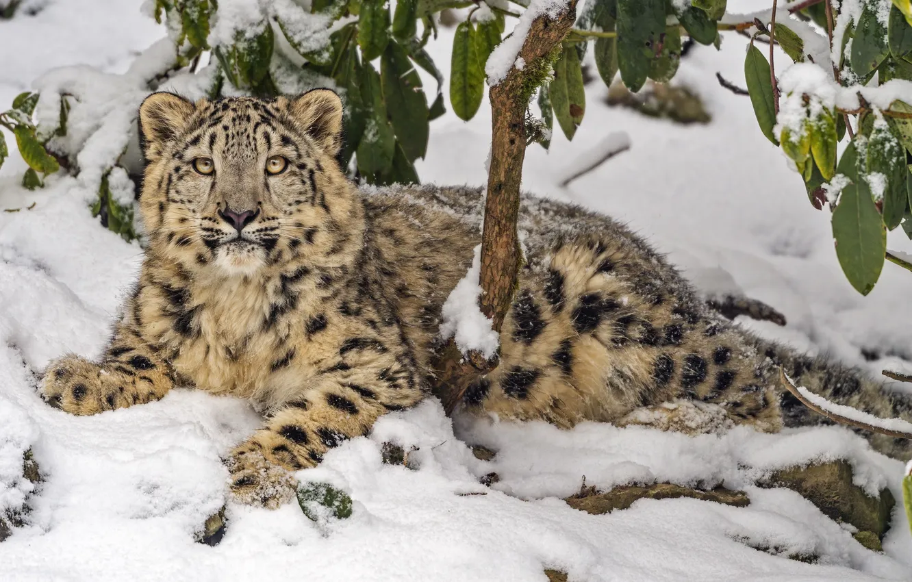 Фото обои snow leopard, predator, animal, big cat