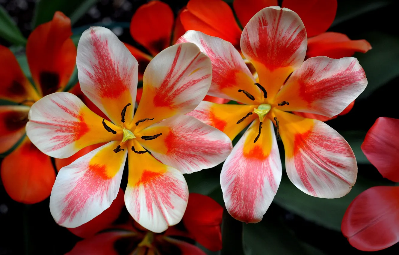 Фото обои цветы, природа, краски, тюльпан, весна, лепестки