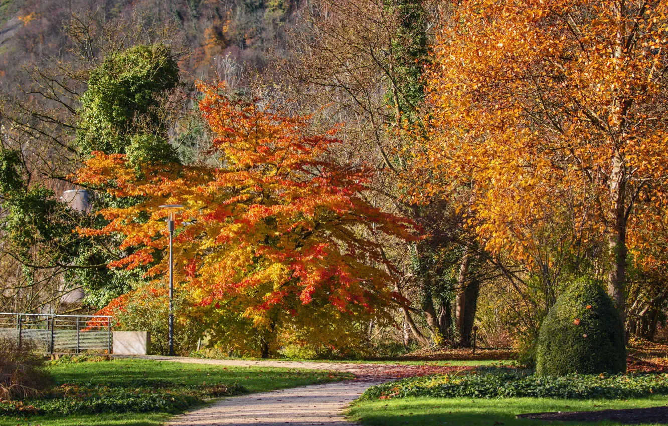 Фото обои осень, деревья, дорожка, Autumn