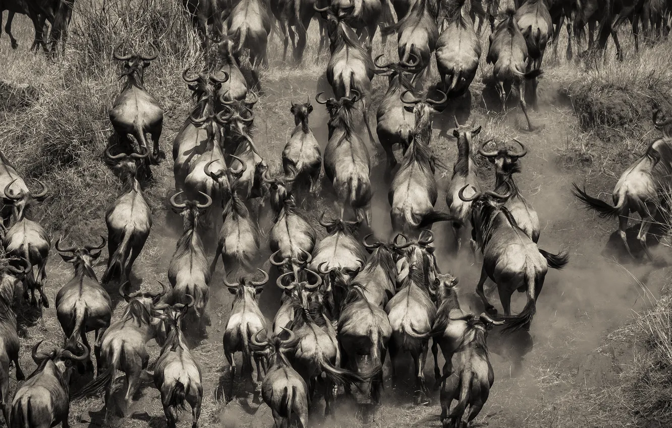 Фото обои Африка, стадо, буйволы, Кения