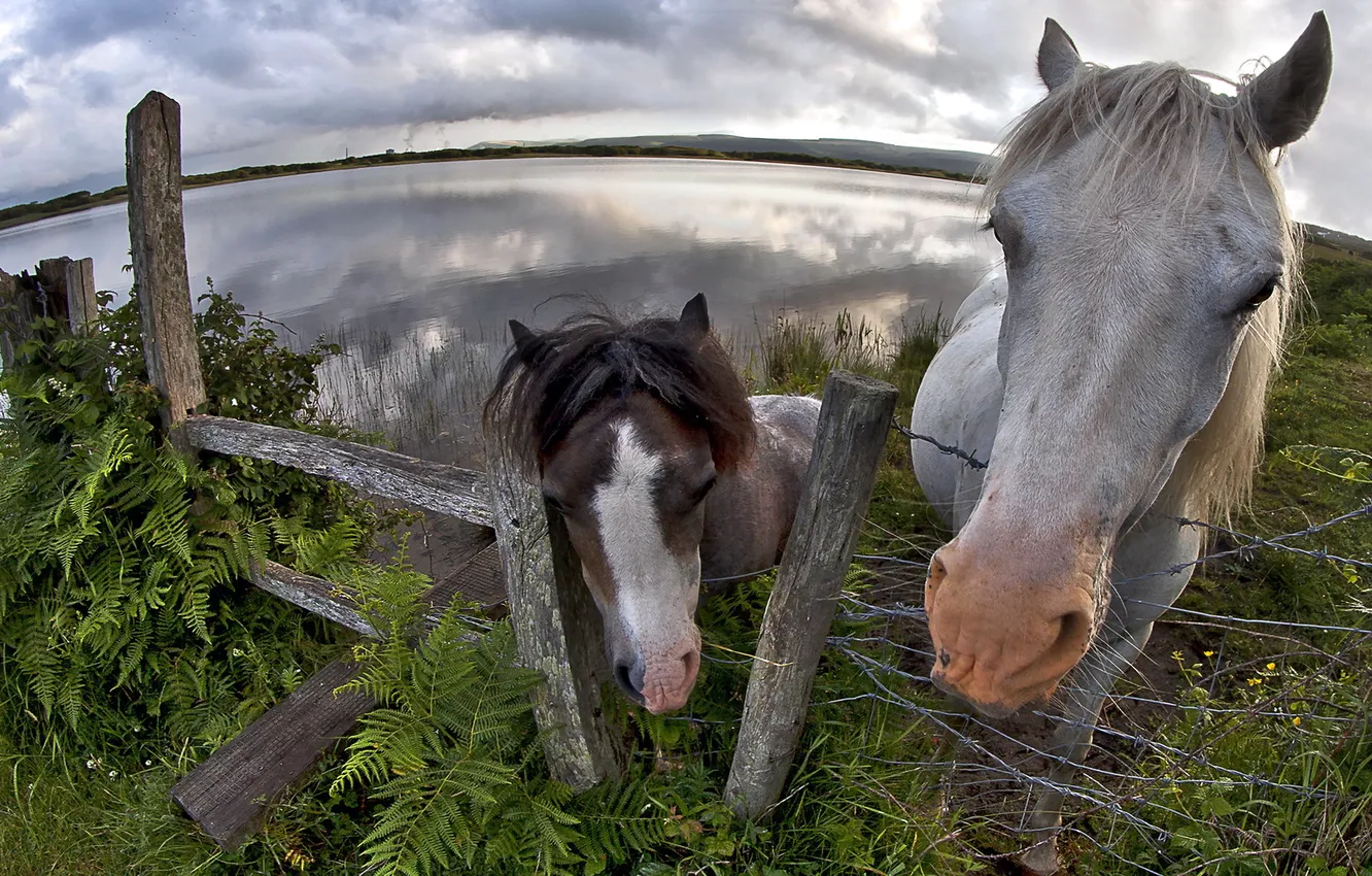 Фото обои фон, забор, кони