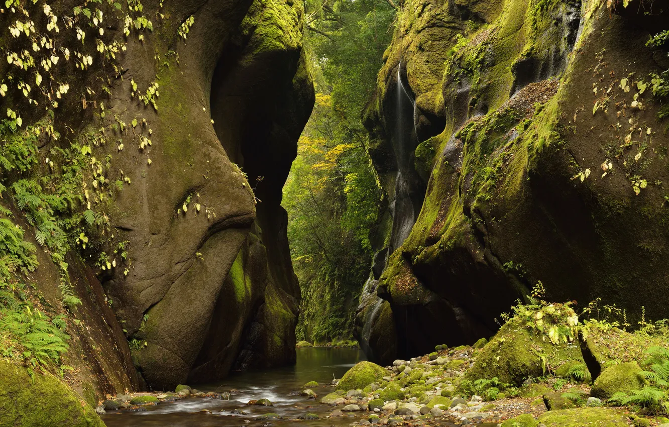 Фото обои лес, река, ручей, камни, скалы, ущелье