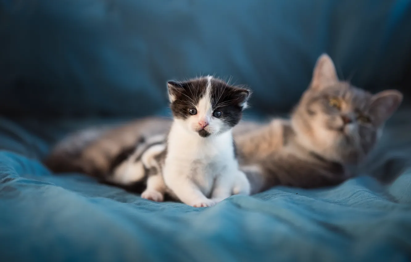 Фото обои кошка, взгляд, малыш, котёнок, боке