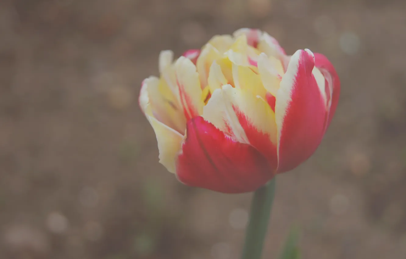 Фото обои макро, цветы, махровый тюльпан