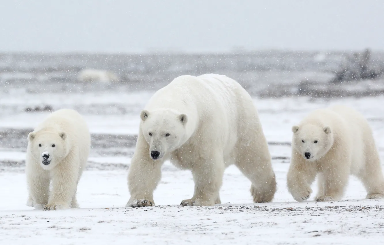 Фото обои зима, белый, небо, снег, природа, медведь, семья, медведи