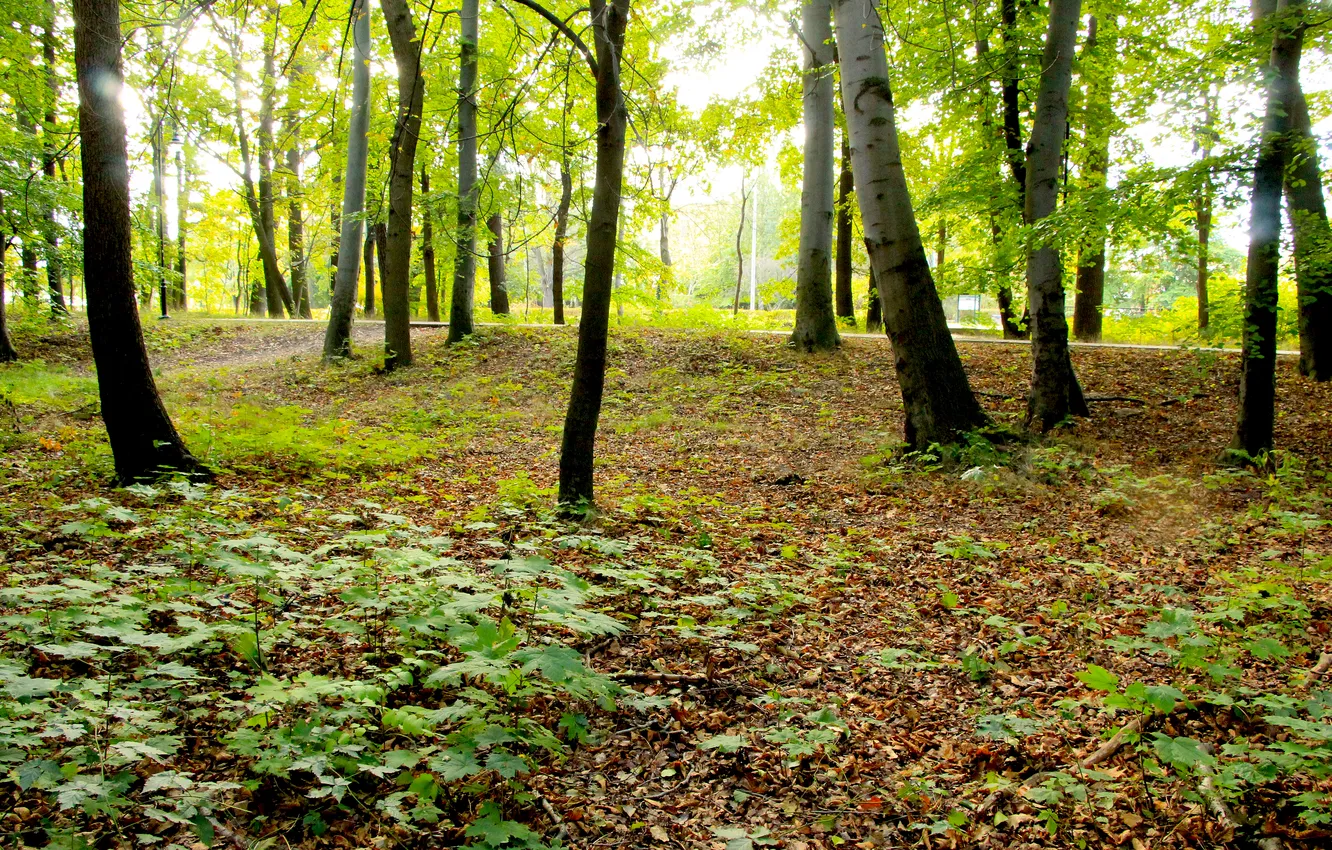 Фото обои forest, trees, park, sun