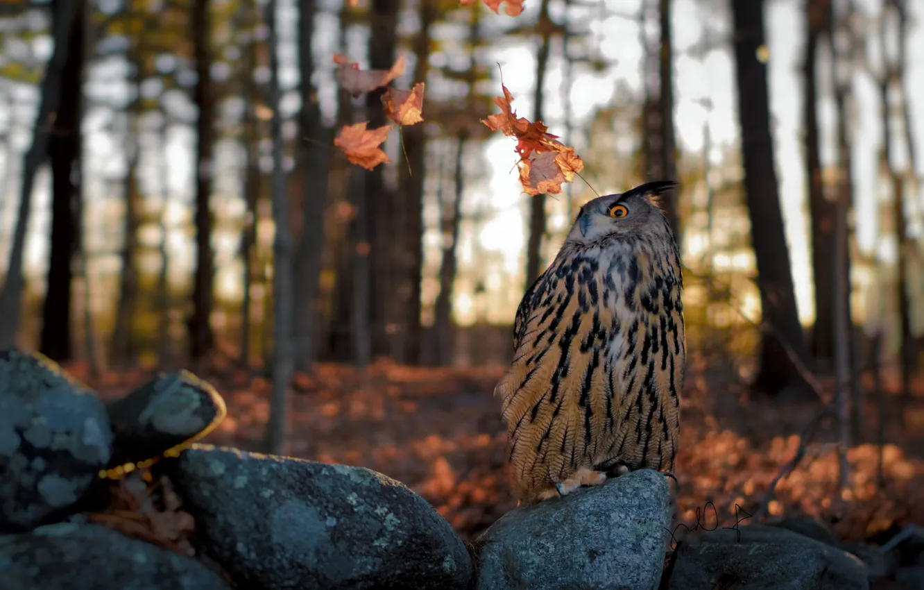 Фото обои осень, лес, взгляд, листья, деревья, природа, поза, камни
