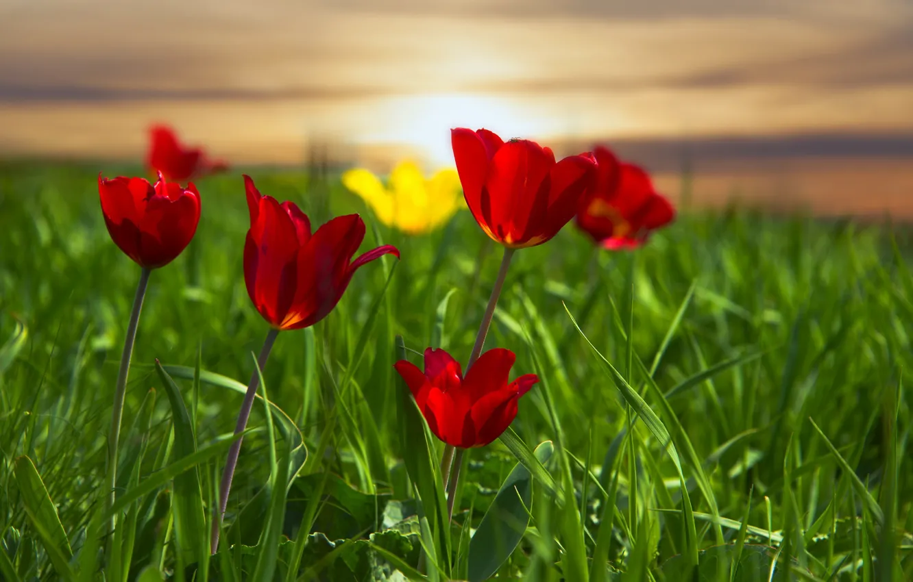 Фото обои трава, луг, тюльпаны, красные тюльпаны