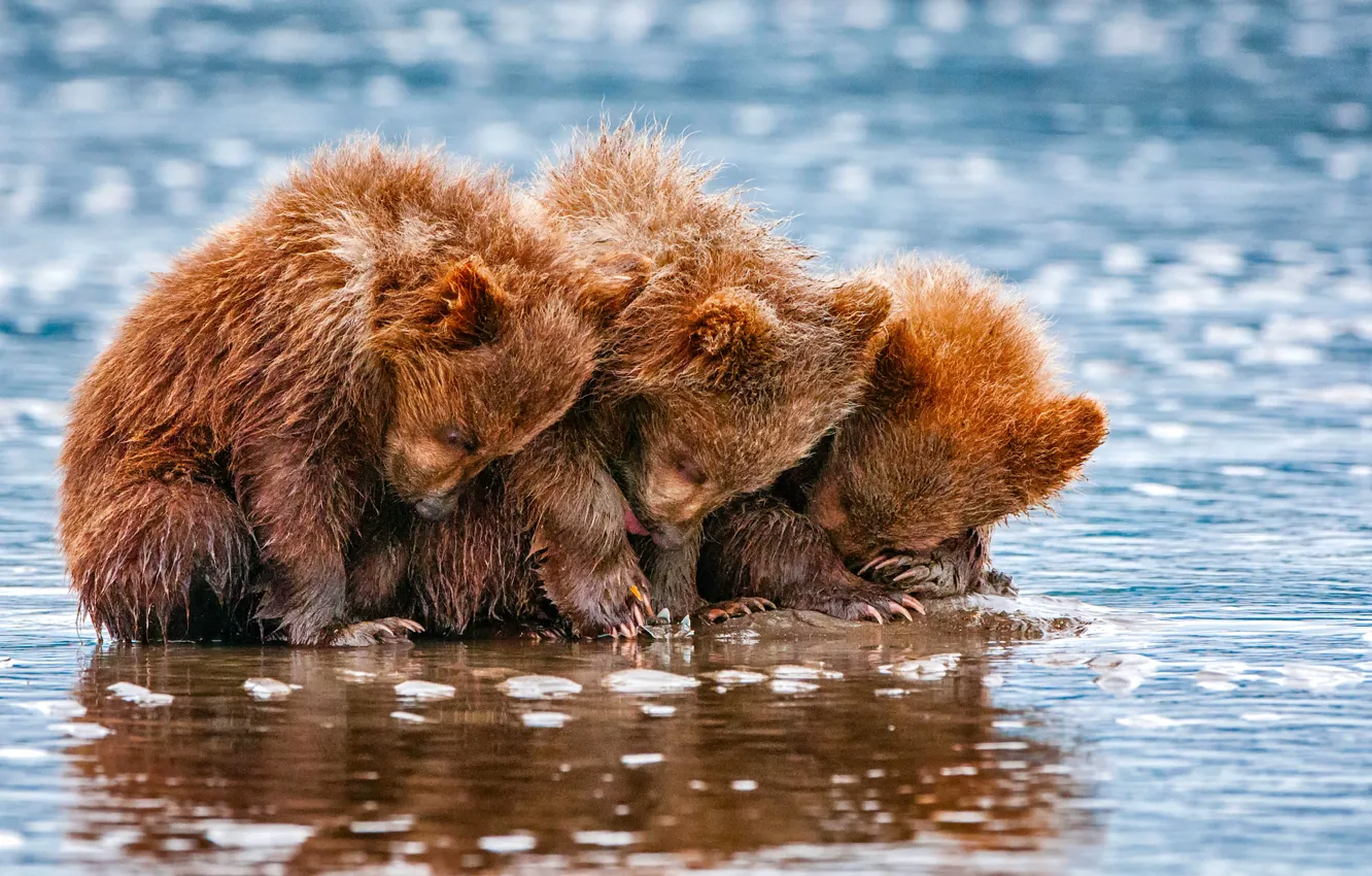 Фото обои три, медвежата, мишки, медведя, маленьких