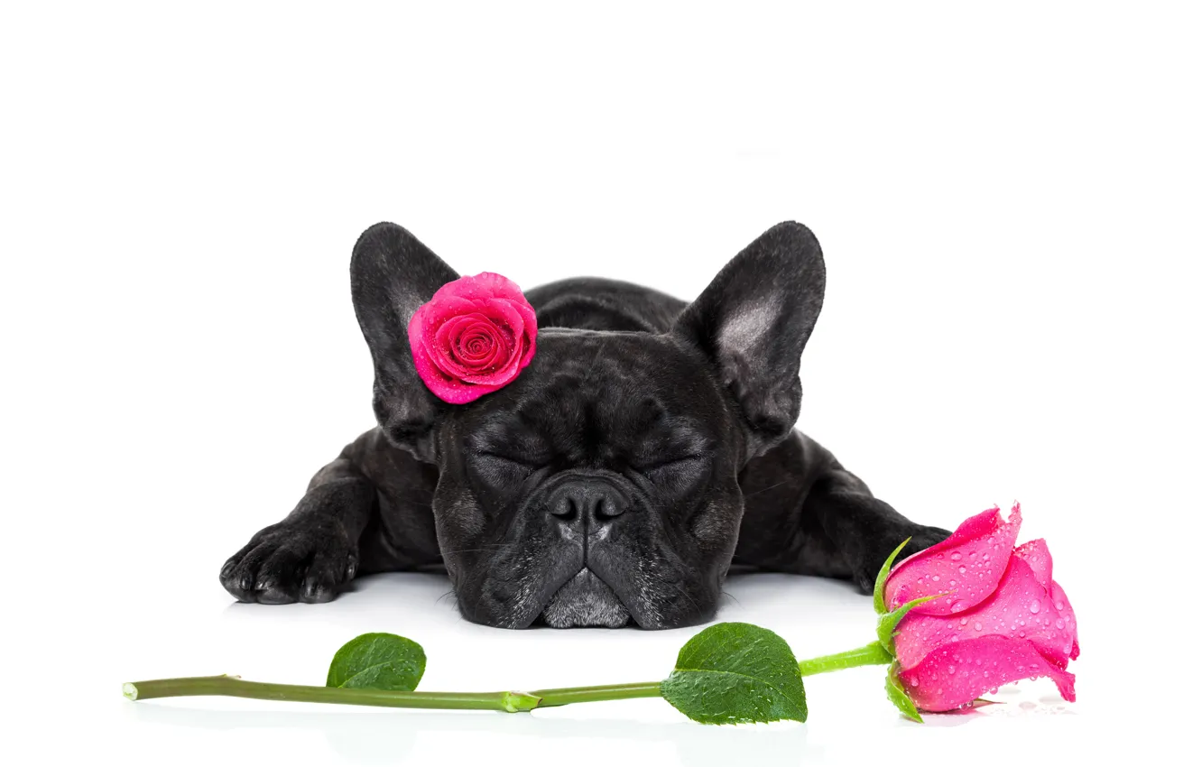 Фото обои розы, бульдог, dog, valentines day