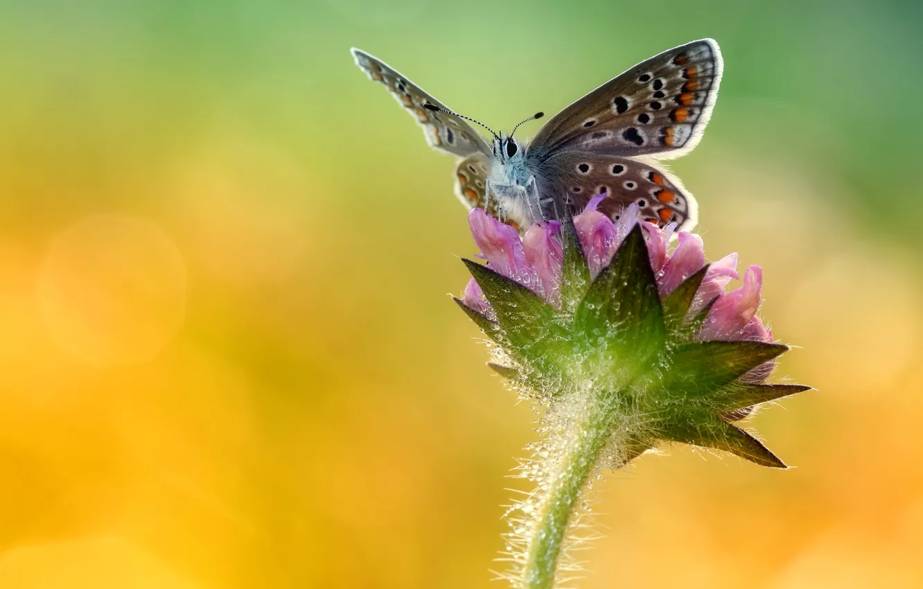 Фото обои цветок, макро, бабочка, крылья, насекомое